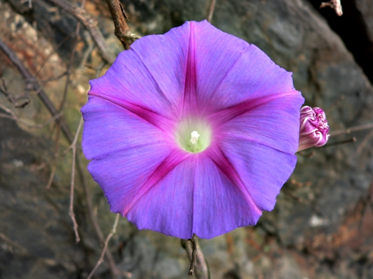 {Ipomoea purpurea}